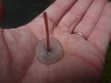 Mycena sanguinolenta image
