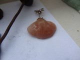 Pleurotopsis longinqua image