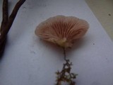 Pleurotopsis longinqua image