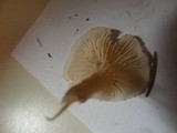 Pleurotopsis longinqua image