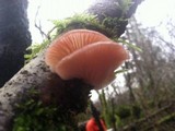 Pleurotopsis longinqua image