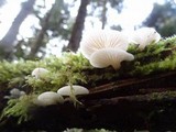 Pleurotopsis longinqua image