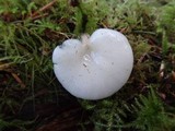 Pleurotopsis longinqua image