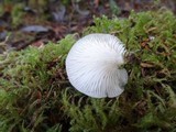 Pleurotopsis longinqua image