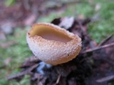 Peziza repanda image