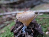 Peziza repanda image