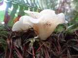 Pleurocybella porrigens image