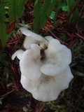 Pleurocybella porrigens image