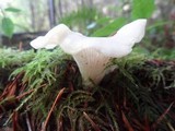 Pleurocybella porrigens image