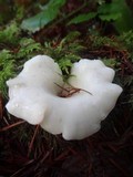 Pleurocybella porrigens image