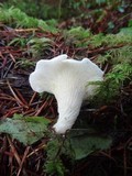Pleurocybella porrigens image