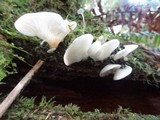 Pleurocybella porrigens image