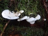 Pleurocybella porrigens image