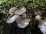 Sarcomyxa serotina image