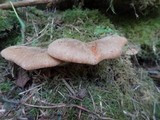Tapinella atrotomentosa image