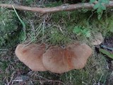 Tapinella atrotomentosa image