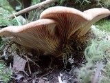 Tapinella atrotomentosa image