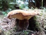 Tapinella atrotomentosa image