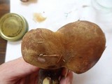 Tapinella atrotomentosa image