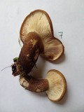 Tapinella atrotomentosa image