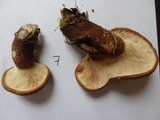 Tapinella atrotomentosa image