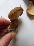 Tapinella atrotomentosa image