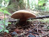 Tapinella atrotomentosa image