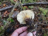 Tapinella atrotomentosa image