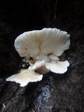 Pleurotus pulmonarius image