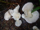 Pleurotus pulmonarius image