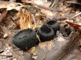 Plectania milleri image
