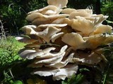 Pleurotus pulmonarius image