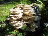 Pleurotus pulmonarius image