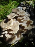 Pleurotus pulmonarius image