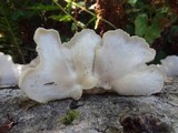Pleurotus pulmonarius image