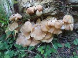 Pleurotus pulmonarius image