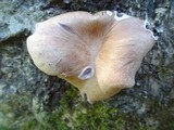 Pleurotus pulmonarius image