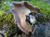 Pleurotus pulmonarius image