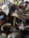 Phaeocollybia fallax image