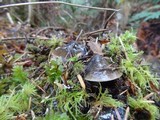 Phaeocollybia fallax image