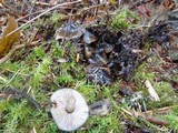 Phaeocollybia fallax image
