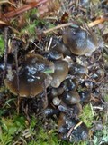 Phaeocollybia fallax image