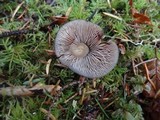 Phaeocollybia fallax image