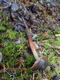 Phaeocollybia fallax image