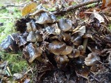 Phaeocollybia fallax image