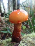 Pholiota limonella image