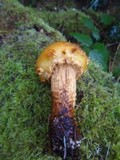 Pholiota limonella image
