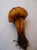 Pholiota limonella image