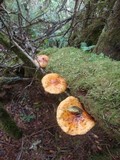 Pholiota limonella image