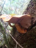 Pholiota limonella image